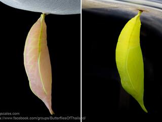 Amathusia phidippus phidippus : Common Palmking / ผีเสื้อหนอนมะพร้าวขนปุย