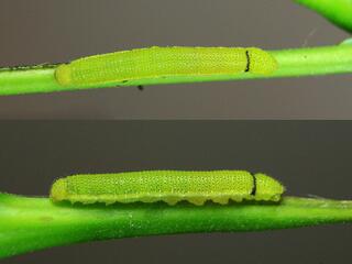 Catopsilia pyranthe pyranthe : Mottled Emigrant / ผีเสื้อหนอนคูนลายกระ