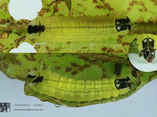 Flos abseus indicus : Aberrant Oakblue / ผีเสื้อฟ้าไม้ก่อจุดขาวแปลก