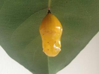 Euploea midamus chloe