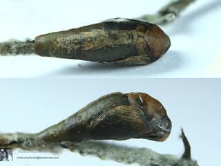 Loxura atymnus fuconius