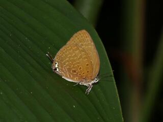 Arhopala atosia malayana