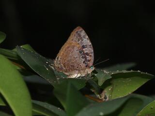 Arhopala anthelus ssp.