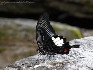 Papilio iswara iswara