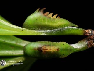 Cheritrella truncipennis : Truncate Imperial / ผีเสื้อม่วงปีกตัด