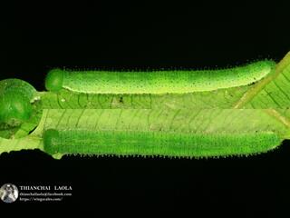 Eurema andersonii andersonii : Anderson’s Grass Yellow / ผีเสื้อเณรแอนเดอร์สัน
