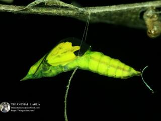 Eurema andersonii andersonii : Anderson’s Grass Yellow / ผีเสื้อเณรแอนเดอร์สัน