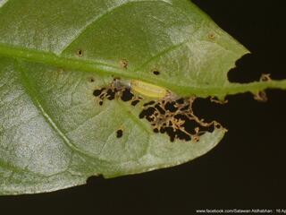 Arhopala eumolphus maxwelli : Common Green Oakblue / ผีเสื้อฟ้าไม้ก่อเขียวธรรมดา