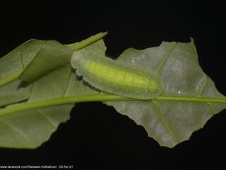 Arhopala eumolphus maxwelli : Common Green Oakblue / ผีเสื้อฟ้าไม้ก่อเขียวธรรมดา