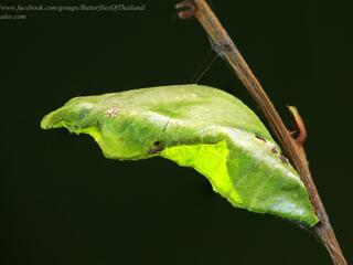 Papilio protenor protenor : Spangle / ผีเสื้อรักแร้ขาว