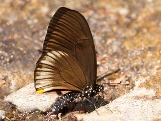 Papilio slateri marginata