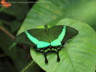 Papilio palinurus palinurus
