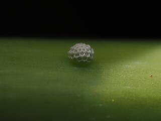 Thamala marciana ssp.