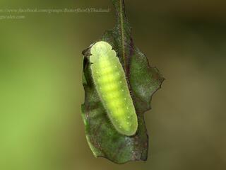 Arhopala eumolphus eumolphus : Common Green Oakblue / ผีเสื้อฟ้าไม้ก่อเขียวธรรมดา