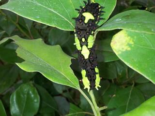 Papilio paradoxa telearchus
