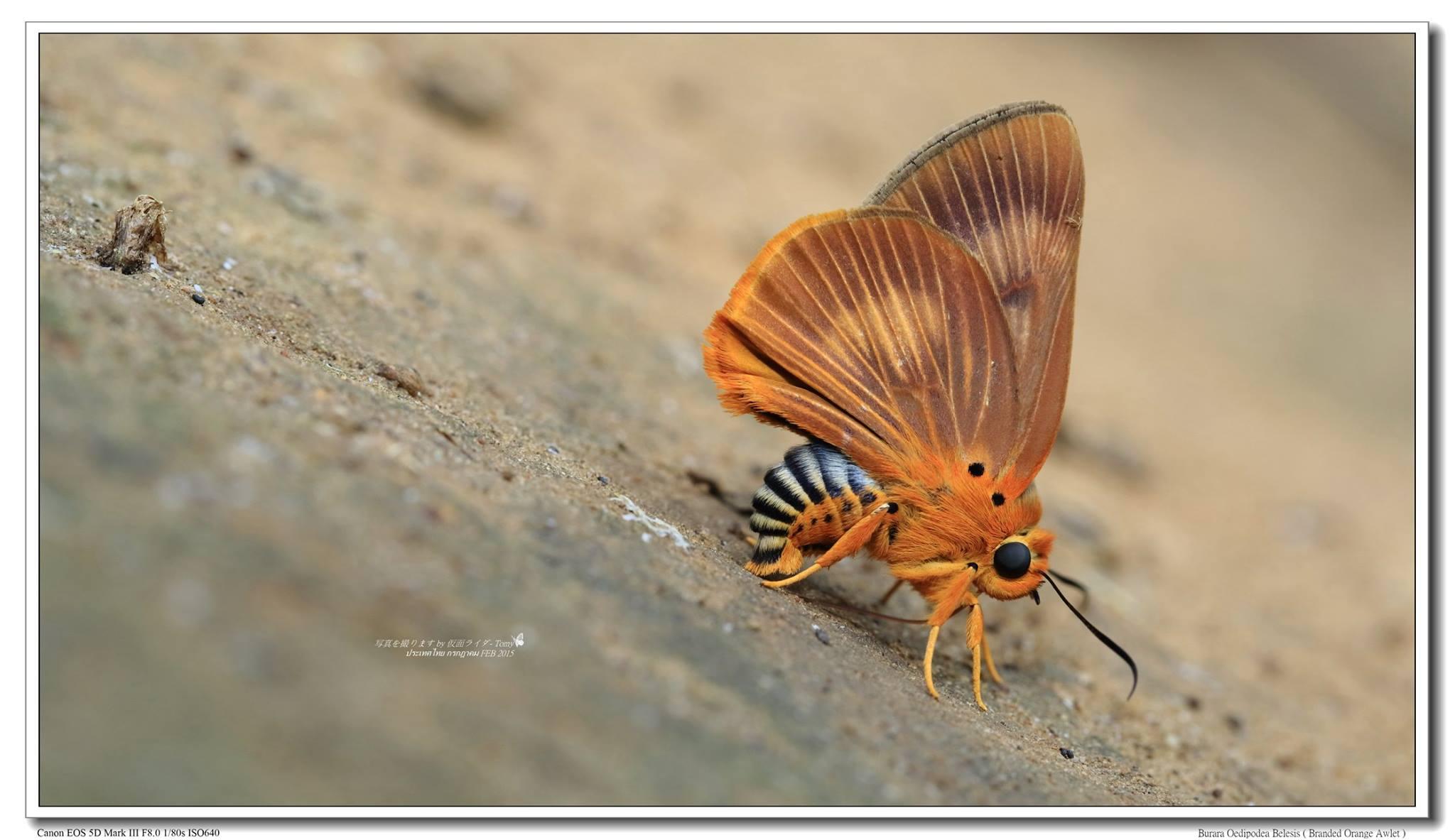 burara-harisa-harisa-common-orange-awlet