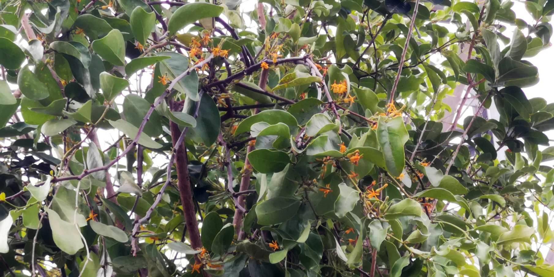 Jacoona anasuja nigerrima : Great Imperial / ผีเสื้อหางริ้วใหญ่