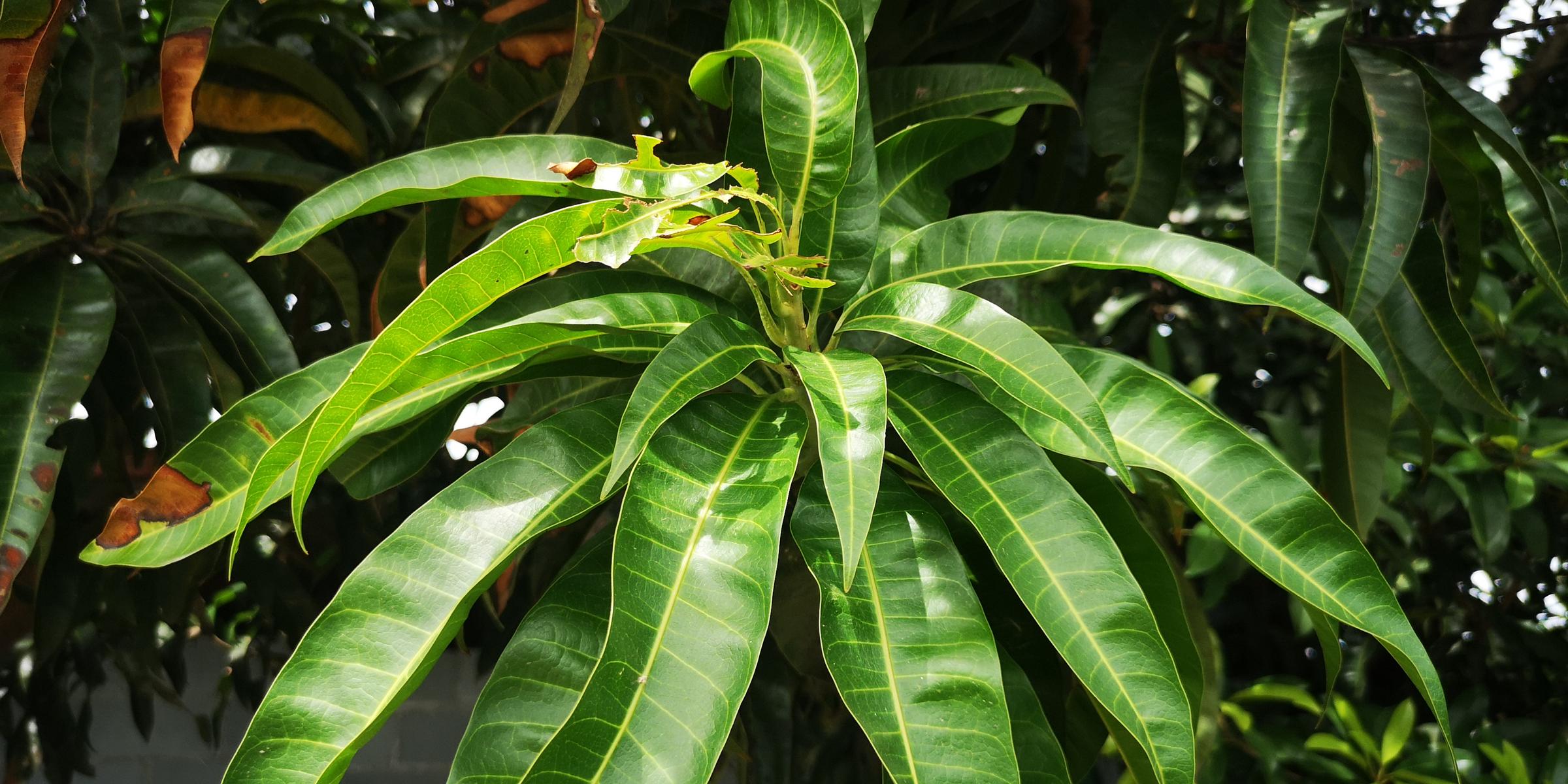 Euthalia aconthea garuda : Mango Baron / ผีเสื้อบารอนหนอนมะม่วง