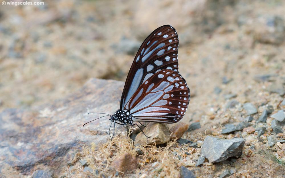 Parantica melaneus : Chocolate Tiger / ผีเสื้อลายเสือสีตาล