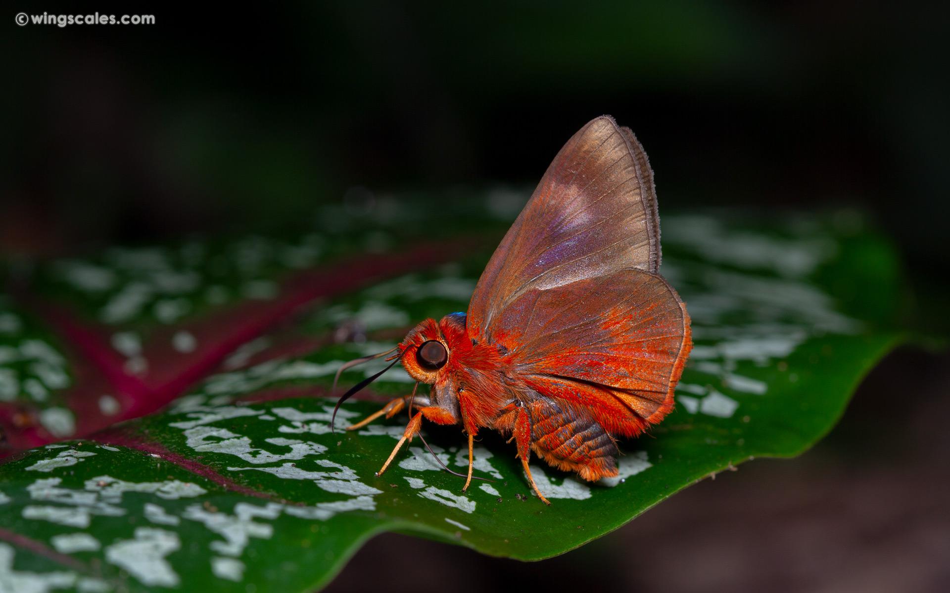 Burara oedipodea oedipodea : Branded Orange Awlet / ผีเสื้อหน้าเข็มปีกมนตัวเขียว