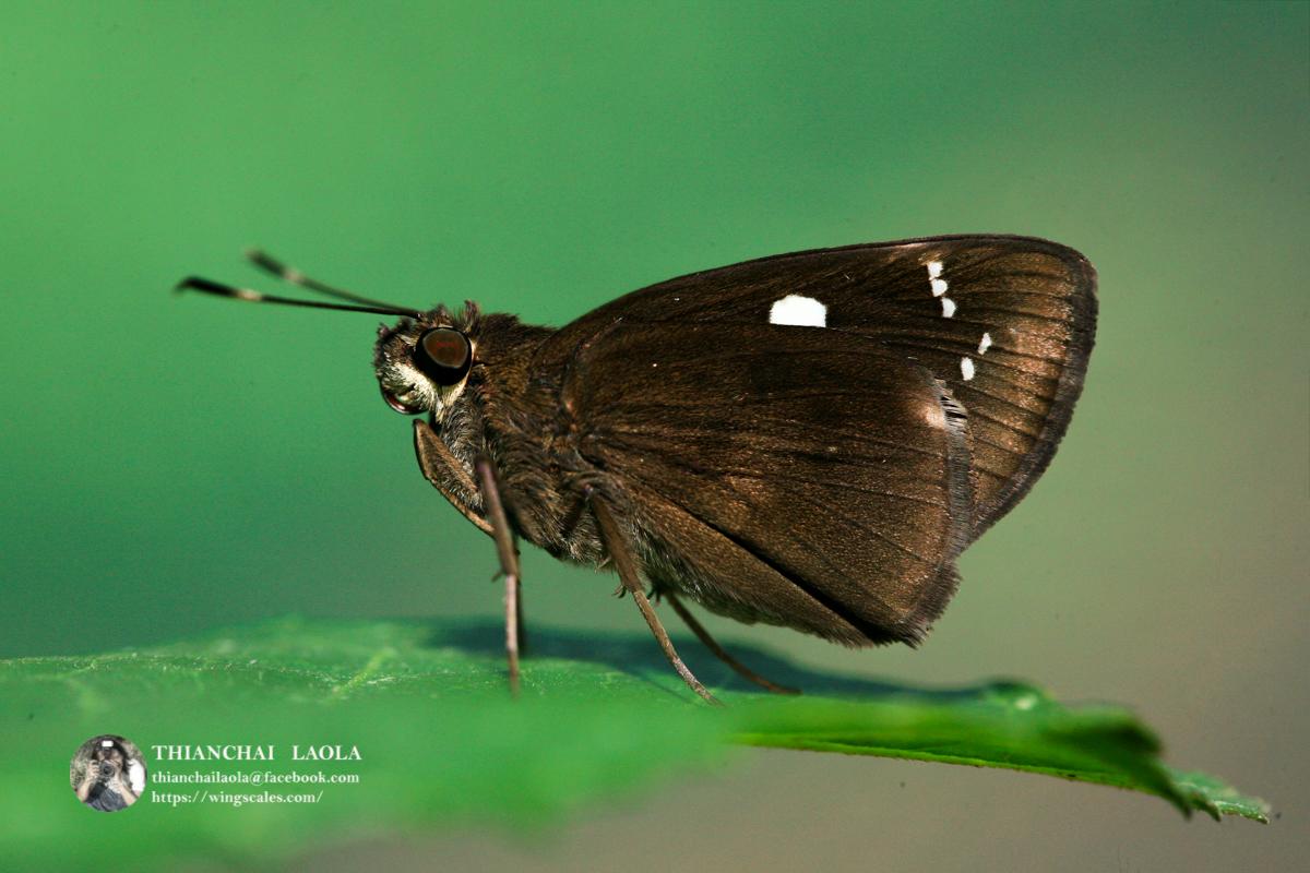 Notocrypta curvifascia curvifascia : Restricted Demon / ผีเสื้อนิลวรรณปีกแถบยาว