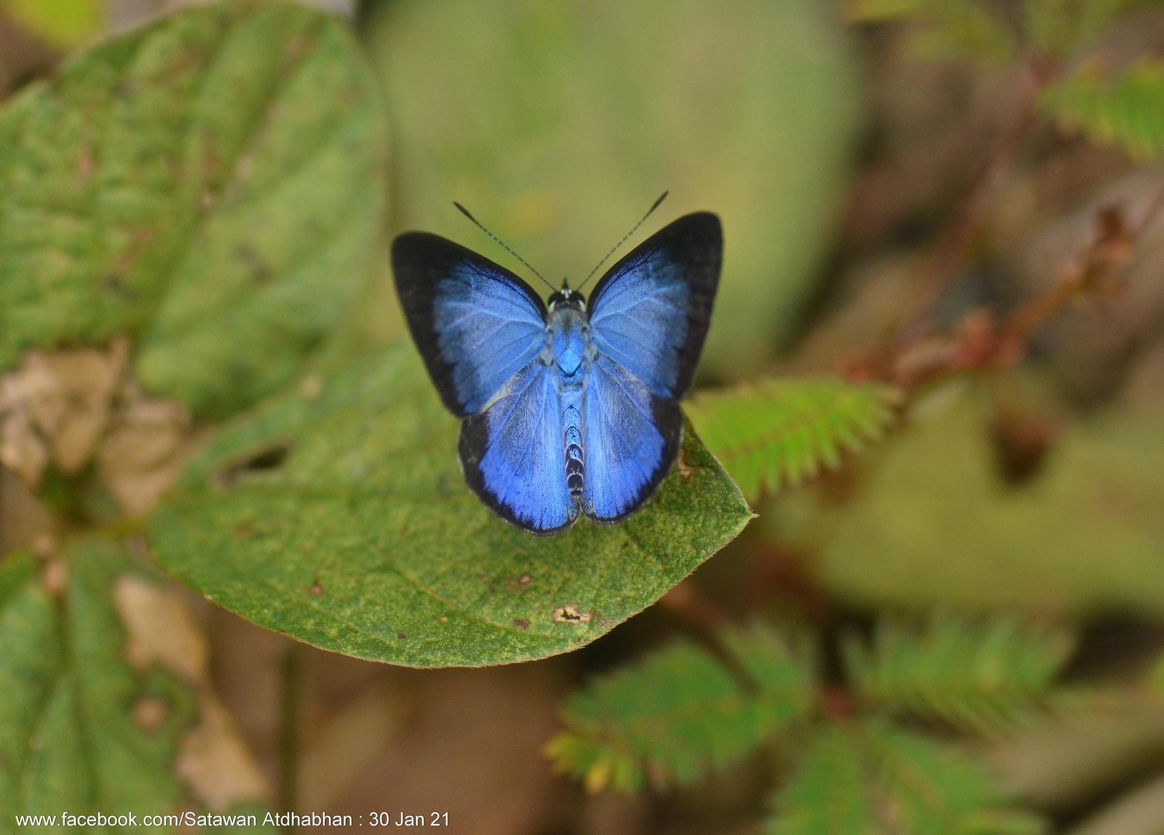 Lycaenopsis haraldus haraldus : Felder’s Hedge Blue / ผีเสื้อฟ้าเฟลเดอร์