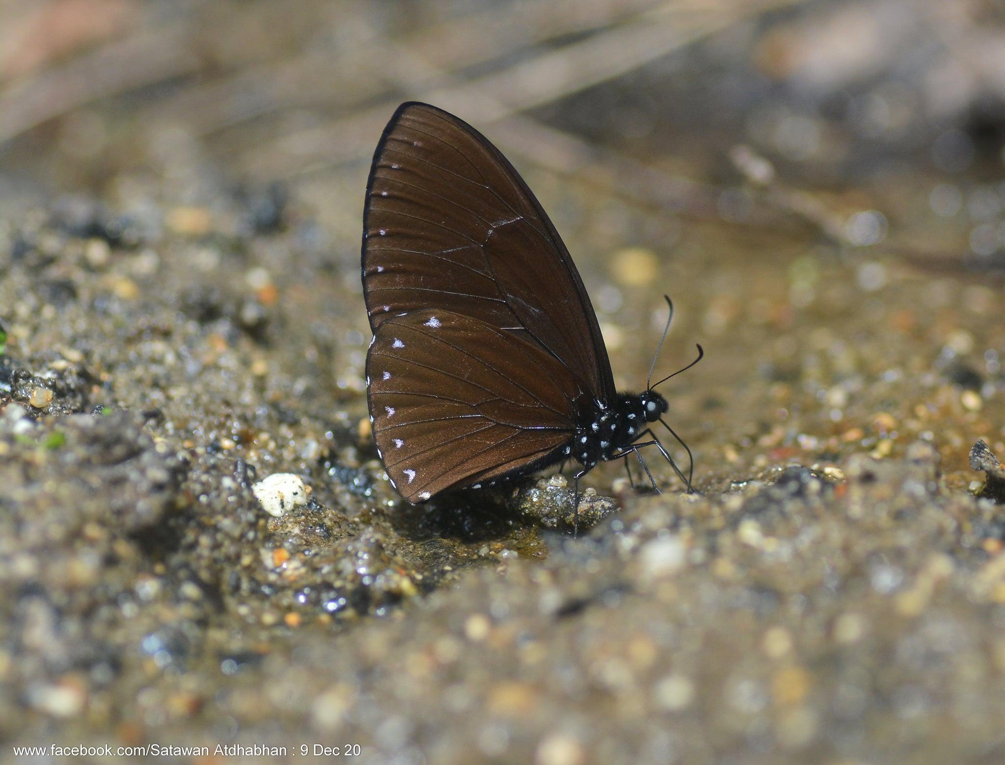 Papilio paradoxa aenigma : Great Blue Mime / ผีเสื้อเชิงลายใหญ่