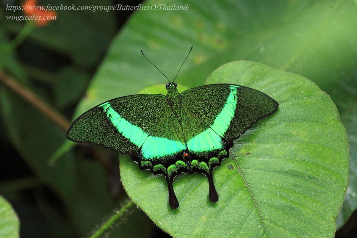 Papilio palinurus palinurus : Banded Peacock / ผีเสื้อหางติ่งสะพายเขียว