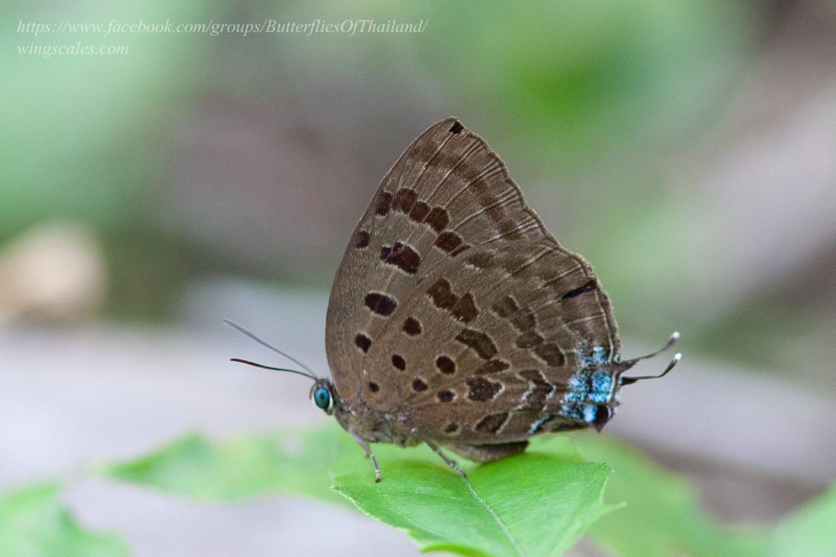 Arhopala silhetensis adorea : Sylhet Oakblue / ผีเสื้อฟ้าไม้ก่อเมืองซิลเฮด