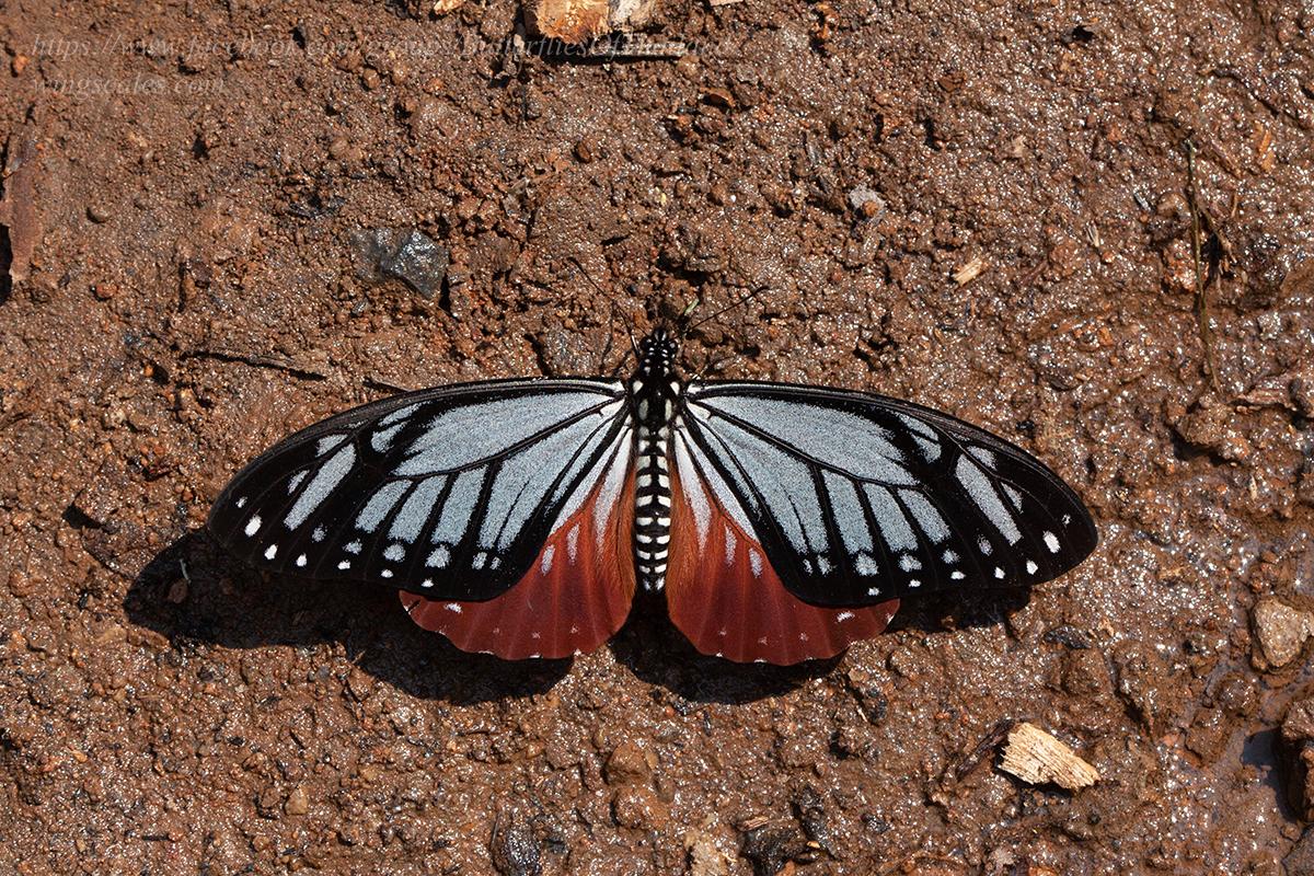 Papilio agestor agestor : Tawny Mime / ผีเสื้อเชิงลายดอย