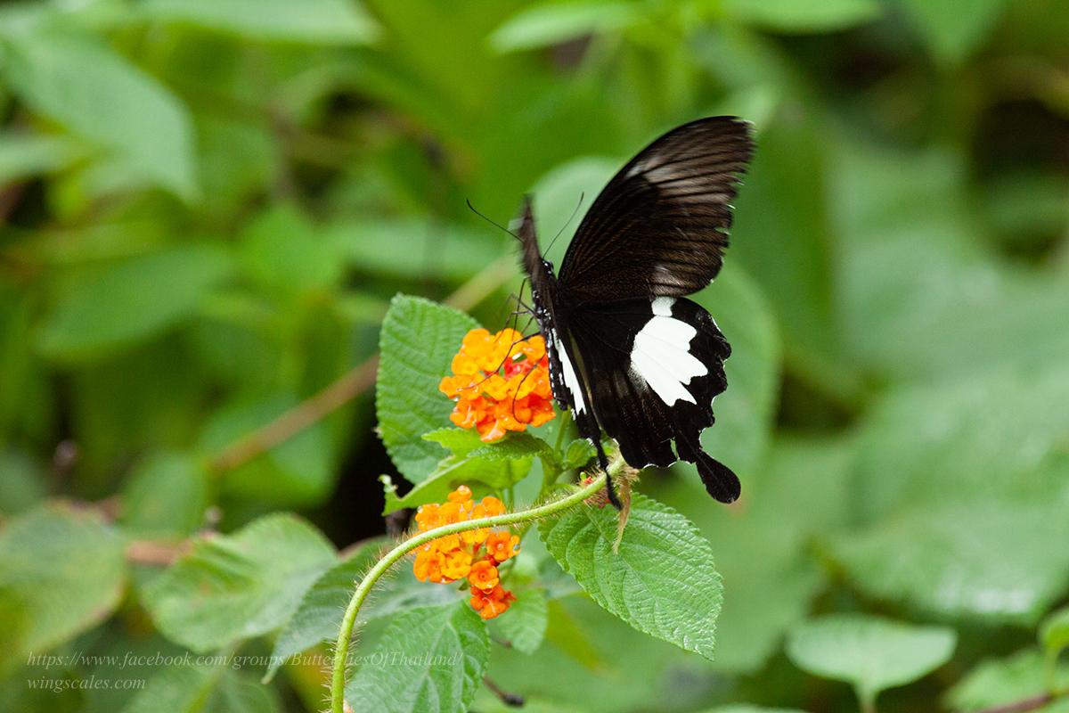 Papilio chaon annulus : Black and White Helen / ผีเสื้อหางติ่งชะอ้อน