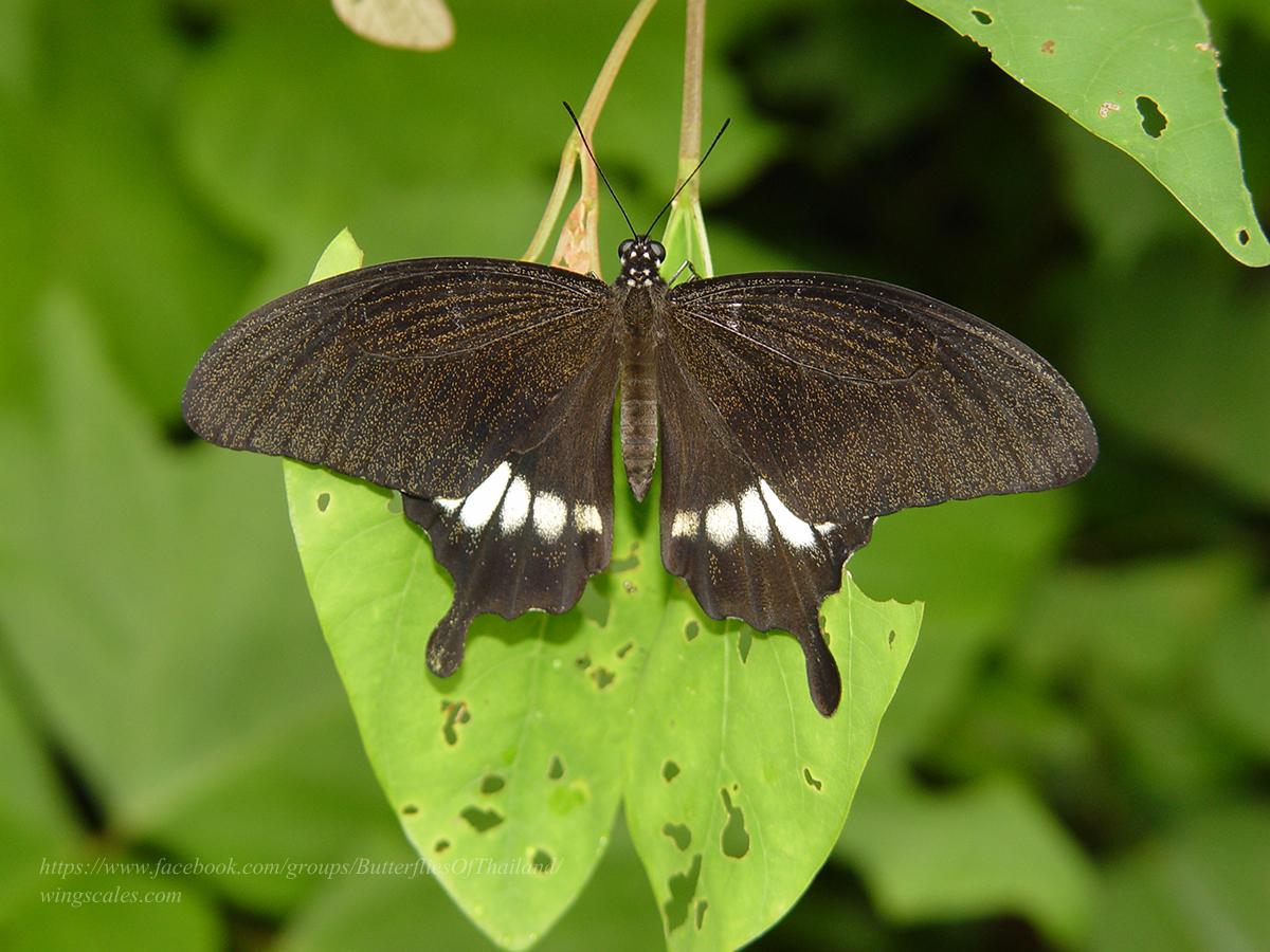 Papilio prexaspes pitmani : Banded Mormon / ผีเสื้อหางติ่งลายเลือน