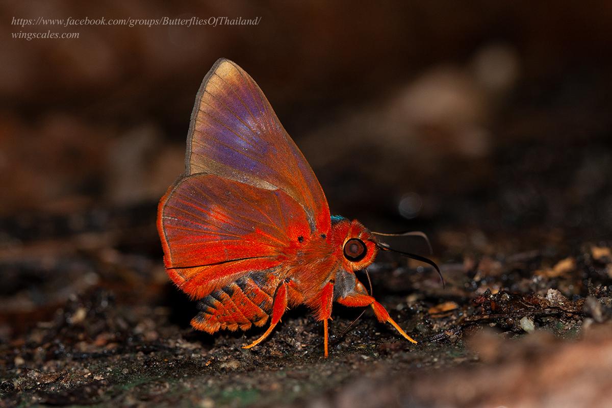 Burara oedipodea oedipodea : Branded Orange Awlet / ผีเสื้อหน้าเข็มปีกมนตัวเขียว