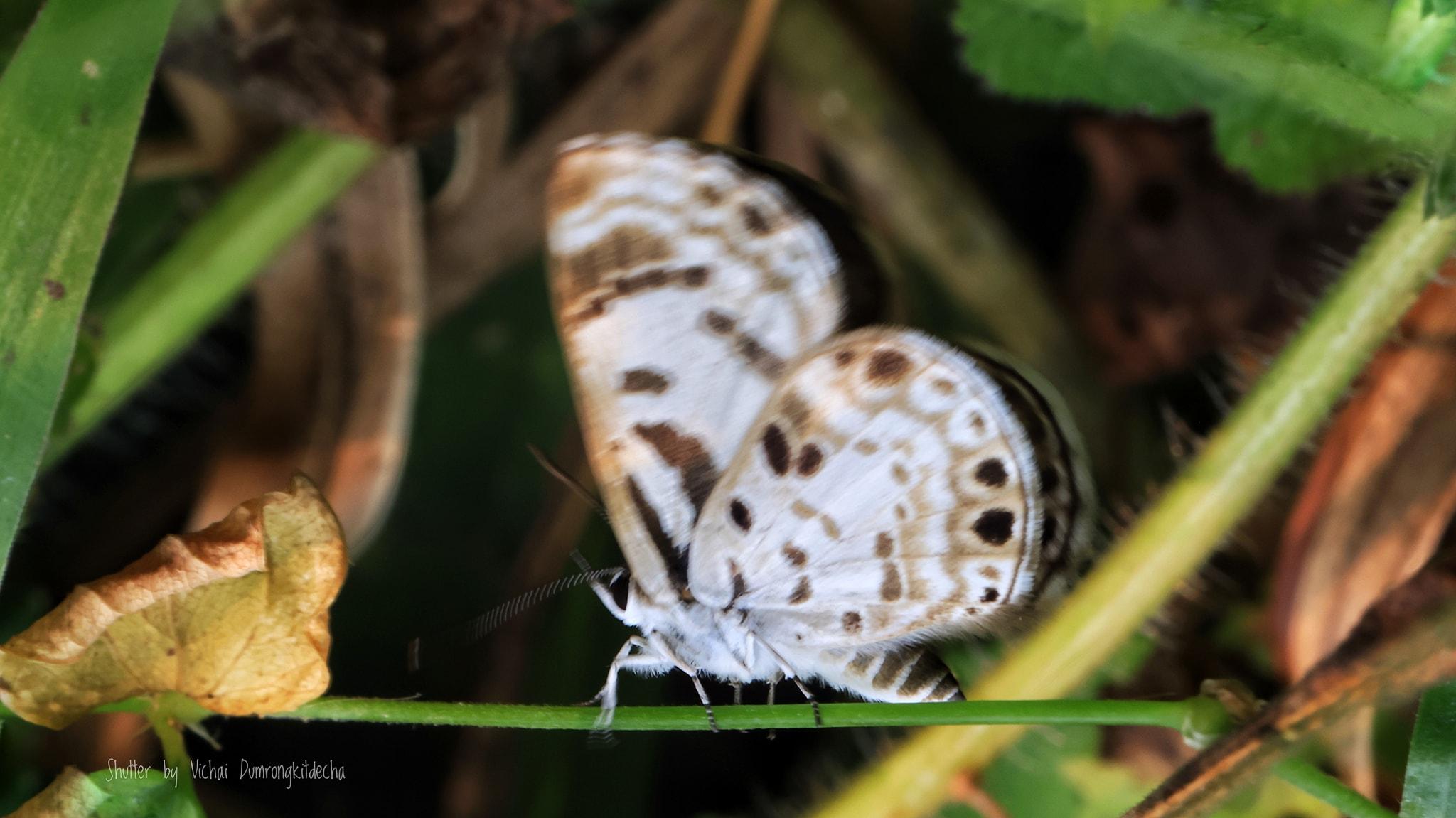 Niphanda cymbia cymbia : Small Pointed Pierrot / ผีเสื้อม่วงปีกแหลมเล็ก