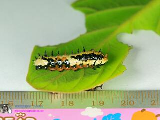 Papilio clytia clytia : Common Mime / ผีเสื้อเชิงลายธรรมดา