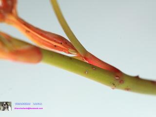 Loxura atymnus fuconius : Common Yamfly / ผีเสื้อแสดหางยาว
