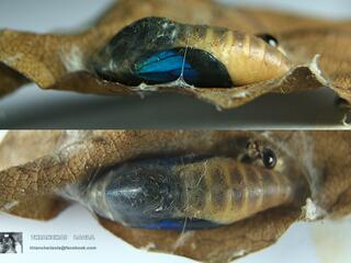 Flos abseus ophiala : Aberrant Oakblue / ผีเสื้อฟ้าไม้ก่อจุดขาวแปลก