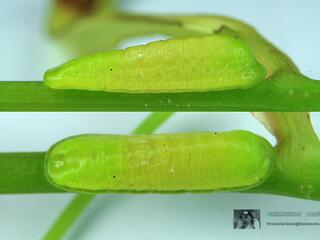 Loxura atymnus fuconius : Common Yamfly / ผีเสื้อแสดหางยาว