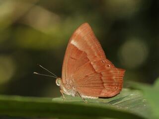 Abisara bifasciata angulata