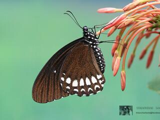 Papilio castor mahadeva