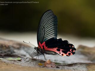 Papilio alcmenor alcmenor