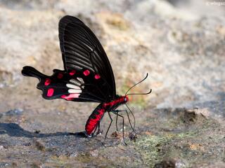 Papilionidae (วงศ์ผีเสื้อหางติ่ง)