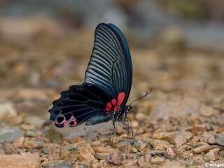 Papilio agenor agenor
