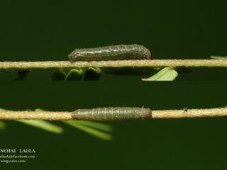 Pantoporia hordonia hordonia : Common Lascar / ผีเสื้อกะลาสีแดงธรรมดา