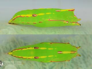 Elymnias nesaea apelles : Tiger Palmfly / ผีเสื้อหนอนมะพร้าวลายเสือ