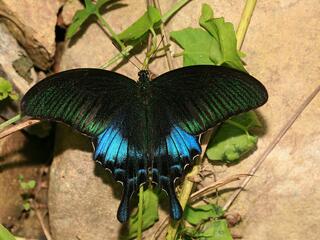 Papilio bianor pinratanai