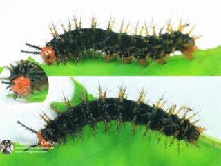 Hypolimnas bolina jacintha : Great Eggfly / ผีเสื้อปีกไข่ใหญ่