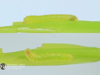 Eurema hecabe hecabe : Common Grass Yellow / ผีเสื้อเณรธรรมดา