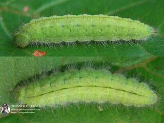 Abisara bifasciata angulata : Two-band Plum Judy / ผีเสื้อปีกกึ่งหุบลายสอง