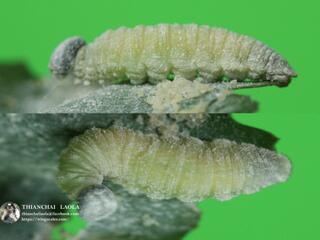 Plastingia naga : Silver-spot Lancer / ผีเสื้อบินเร็วลายใต้จุดเงิน
